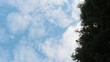 Clean Time lapse of clouds over pine tree, Focus on clouds
