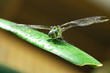 Libelle