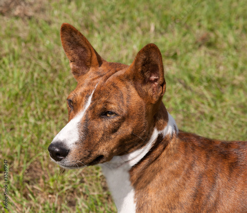 Photo: Head of a brindle Basenji Head of a brindle Basenji