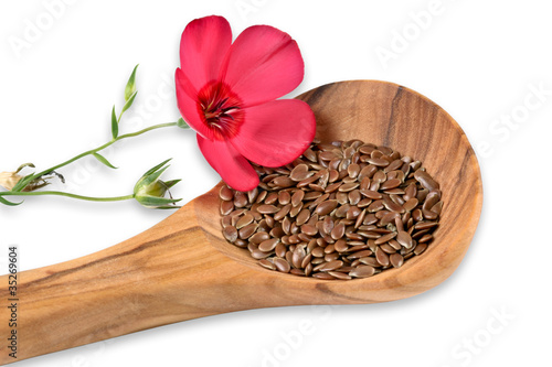 Foto: Leinsamen mit Leinblume, linum Leinsamen mit Leinblume, linum