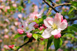 Apfelblüte - apple blossom 07