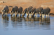 Herd of Burchell´s zebras drinking water in Etosha wildpark