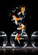 goldfishs jumps