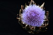 Blüte einer Artischocke