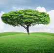 green field with an tree