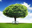 green field with an tree