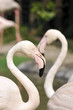 Flamingos