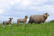 mum sheep and her baby lambs