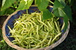 haricots Roi des Beurres