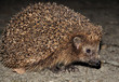 igel