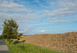 Ein grosser Berg Zuckerrüben auf einem Feld