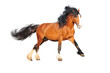 isolated free horse on white