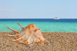 Sea shels on the beach #4