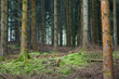 Forest clearing