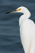 Snowy Egret Snowy Egret