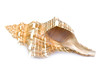 seashells