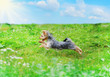 dog playing in the park dog playing in the park