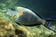 Photo: Arabian sohal surgeon fish Arabian sohal surgeon fish