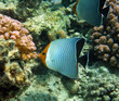 Photo: Hooded butterfly fish Hooded butterfly fish