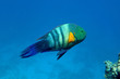 Broom-tail wrasse Broom-tail wrasse