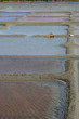 marais salants à Guérande en Loire-Atlantique