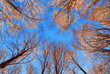 Foresta di faggi, autunno