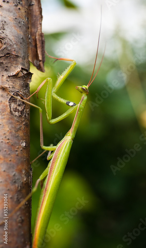 Photo: Praying Mantis Praying Mantis