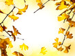 Cadre feuillage de ginkgo en automne Cadre feuillage de ginkgo en automne