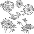 Set of floral design elements