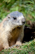 marmotta