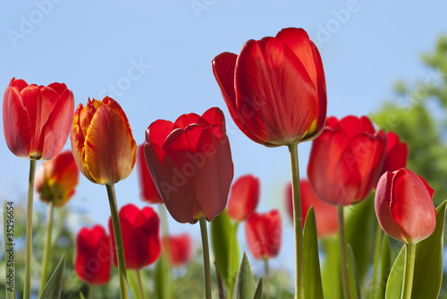 Photo: Background with tulips Background with tulips