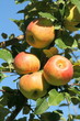 pommes sur pommier