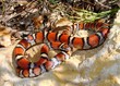 Red Milk Snake, Lampropeltis triangulum syspila