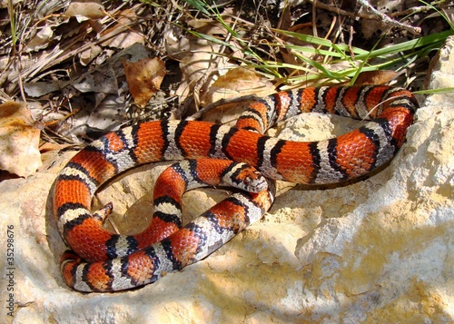Foto: Red Milk Snake, Lampropeltis triangulum syspila Red Milk Snake, Lampropeltis triangulum syspila