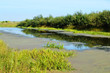 Sedge on river