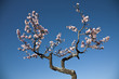 Almond tree blossom at spring over blue sky background