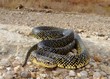 Kingsnake on dirt road, Lampropeltis getula holbrooki