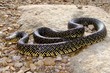 Speckled Kingsnake, Lampropeltis getula holbrooki