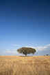single tree in the field - Alentejo - Portugal