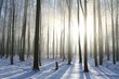 Photo en ligne au meilleur prix Winter deciduous forest on a foggy December's morning