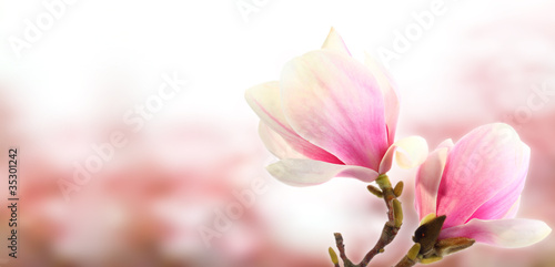 Photo: pink flower pink flower