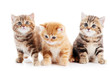 little british shorthair kittens cat