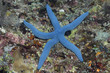 Blauer Seestern