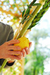 Shaking the Lulav