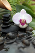 une orchidée