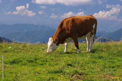 Photo: Cow in a field Cow in a field