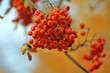 Cluster of a ripe juicy mountain ash Cluster of a ripe juicy mountain ash