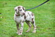 Leopard Dog Puppy Leopard Dog Puppy
