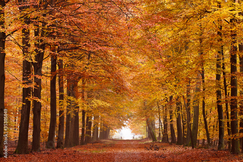 Photo: Sand lane with trees in autumn Sand lane with trees in autumn