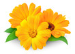 Calendula flowers isolated on white